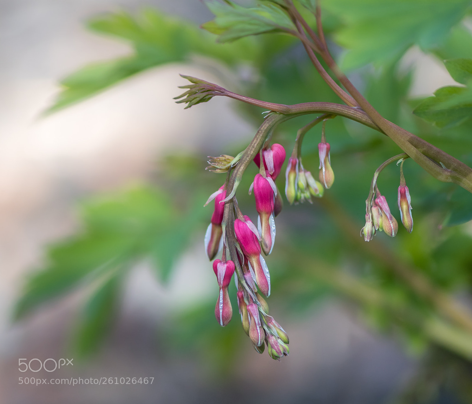 Nikon D500 sample photo. Bleeding hearts photography