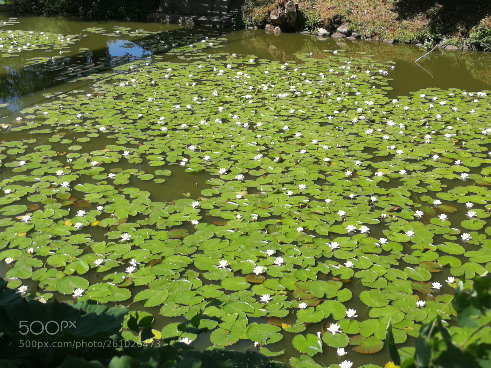 HUAWEI P10 sample photo. Untitled photography