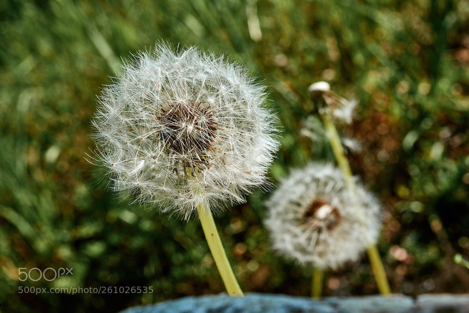 Nikon D5500 sample photo. Waiting to fly photography