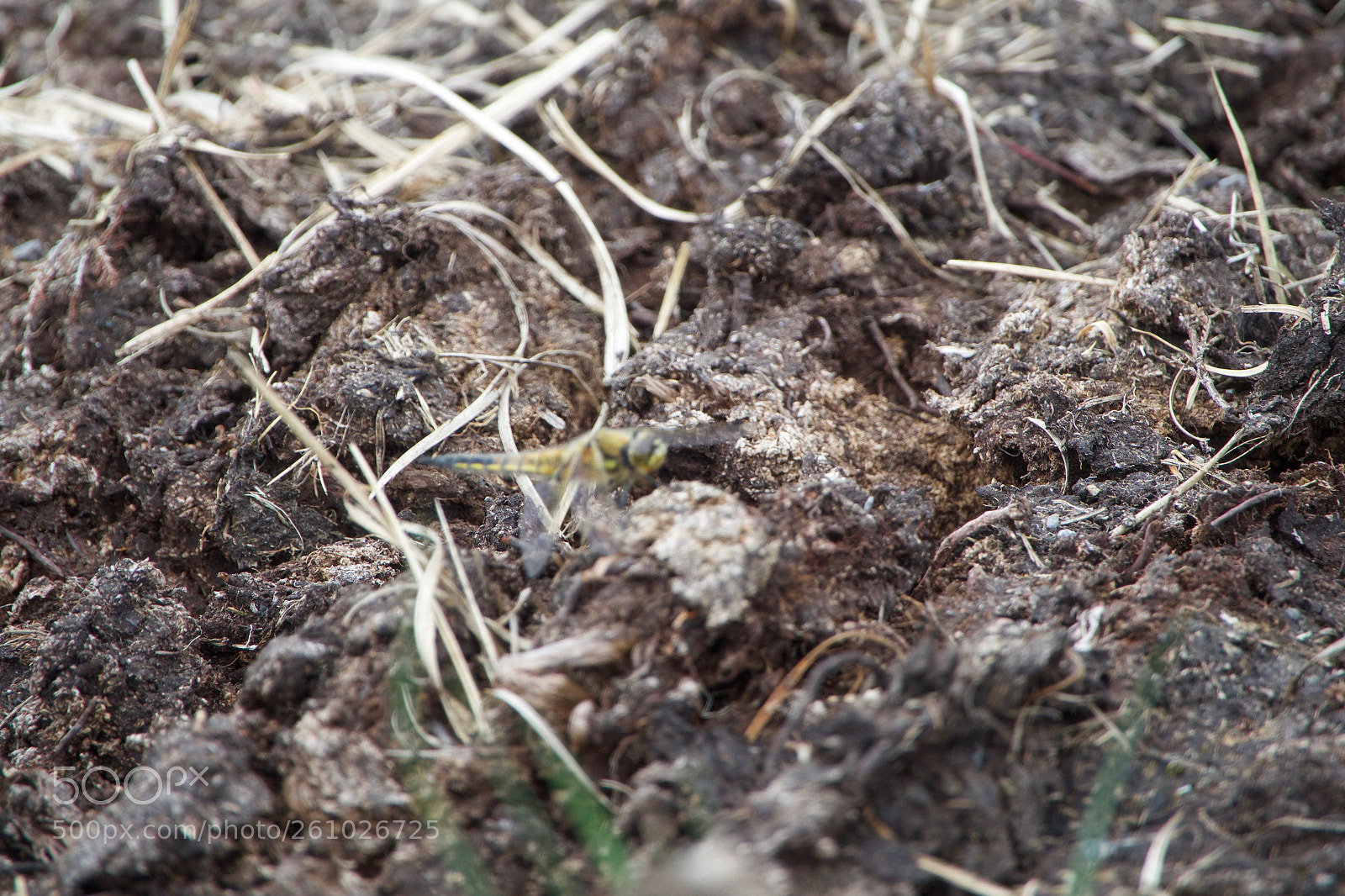 Sony Cyber-shot DSC-RX10 III sample photo. Dragonfly photography