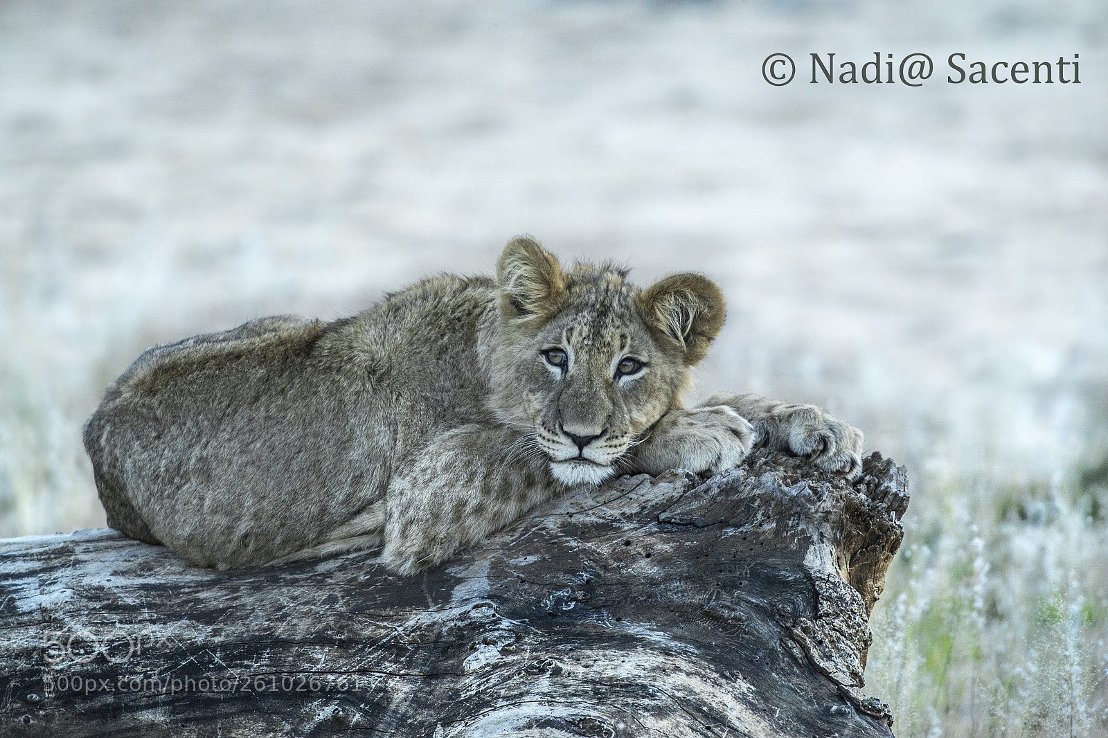 Canon EOS-1D X sample photo. Africa - young lion photography