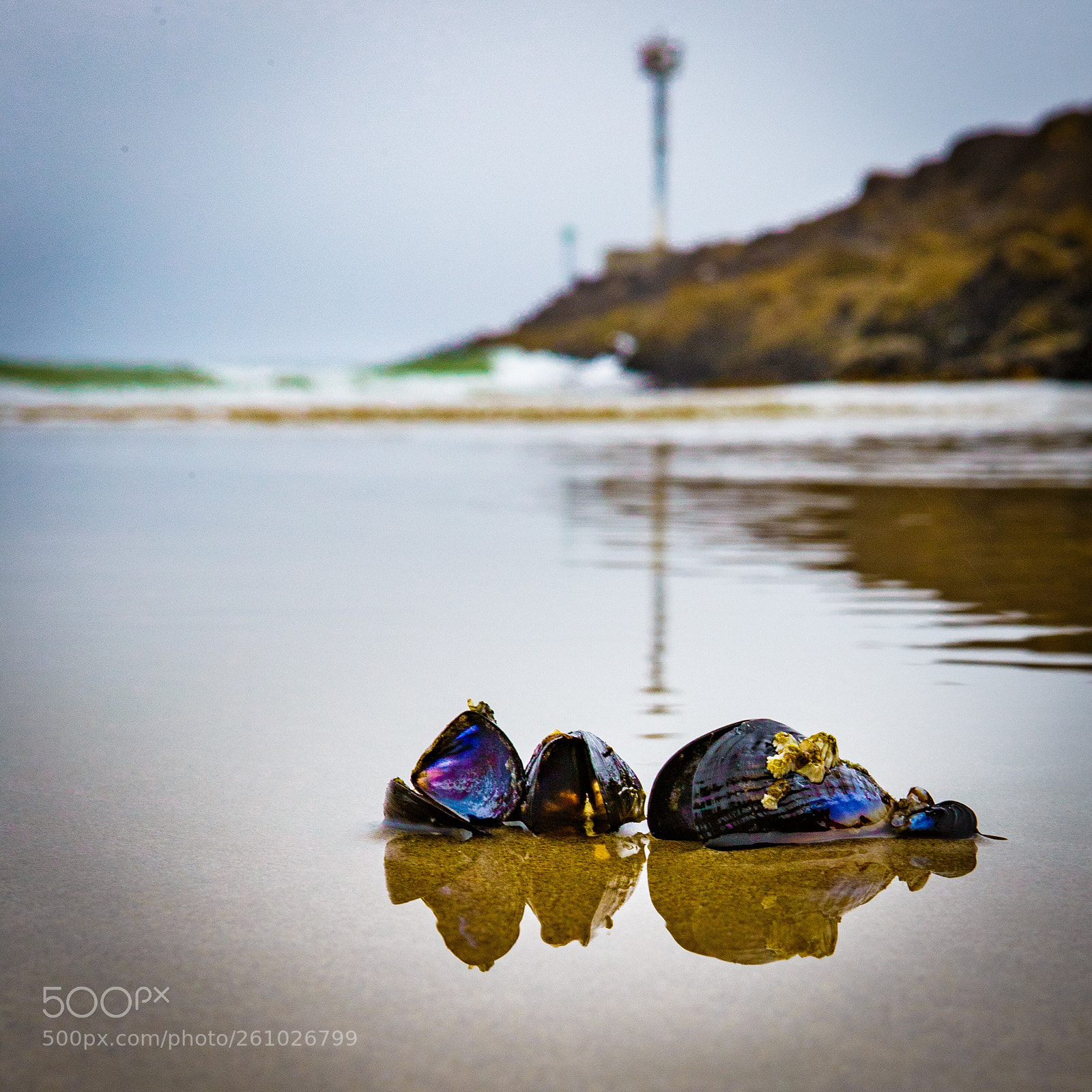 Canon EOS 6D sample photo. Snapping sea shells by photography