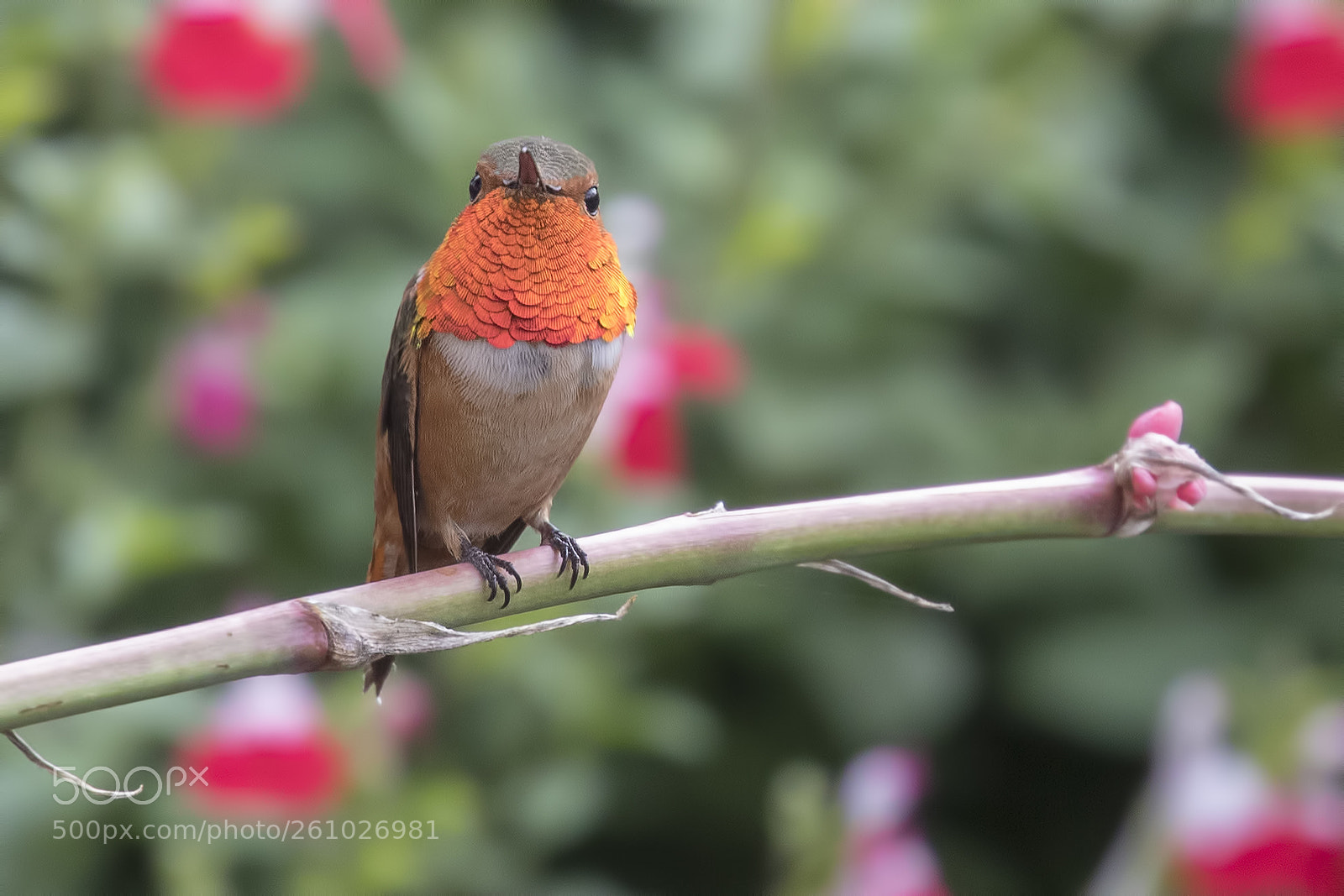 Canon EOS 5D Mark IV sample photo. Allen's hummingbird photography