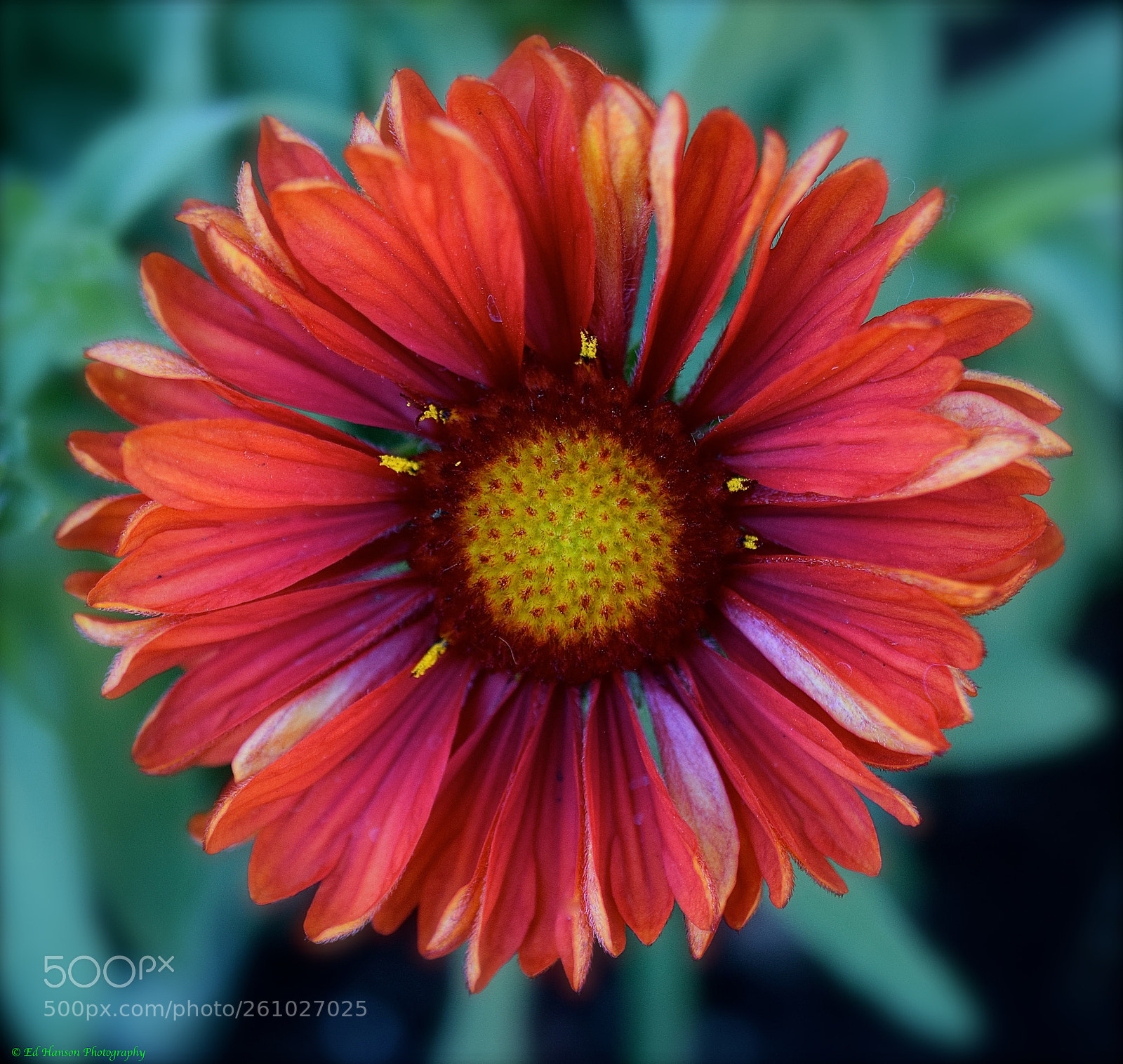 Nikon D3300 sample photo. Red blanket flower photography