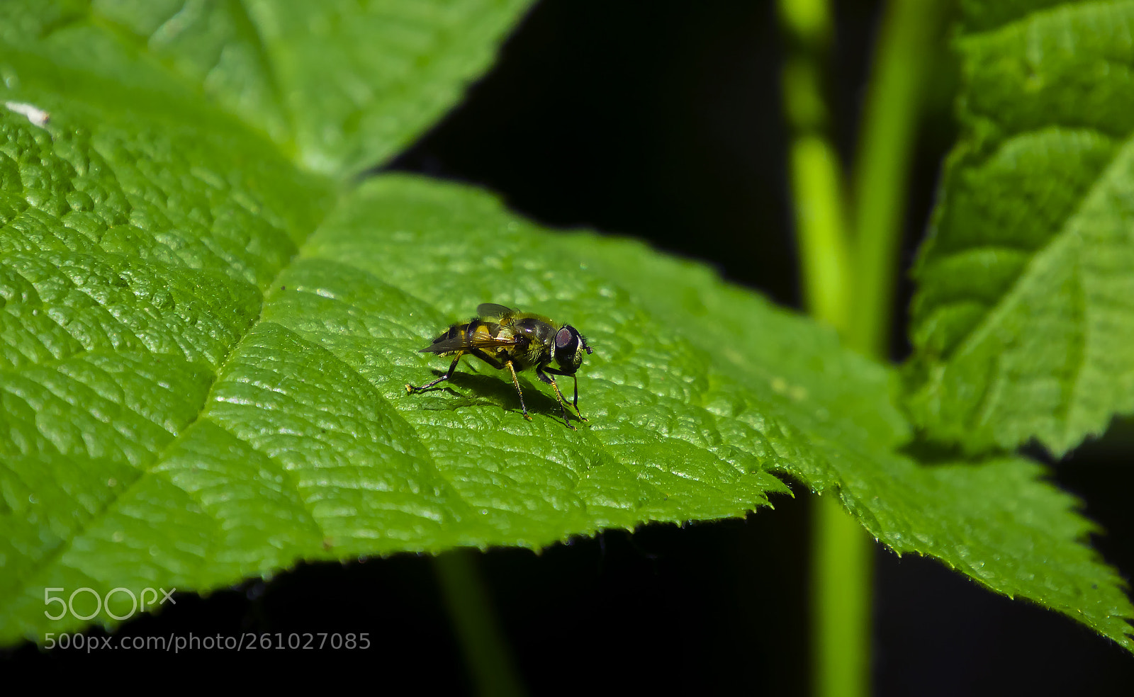 Canon EOS 750D (EOS Rebel T6i / EOS Kiss X8i) sample photo. Life on 6 legs photography