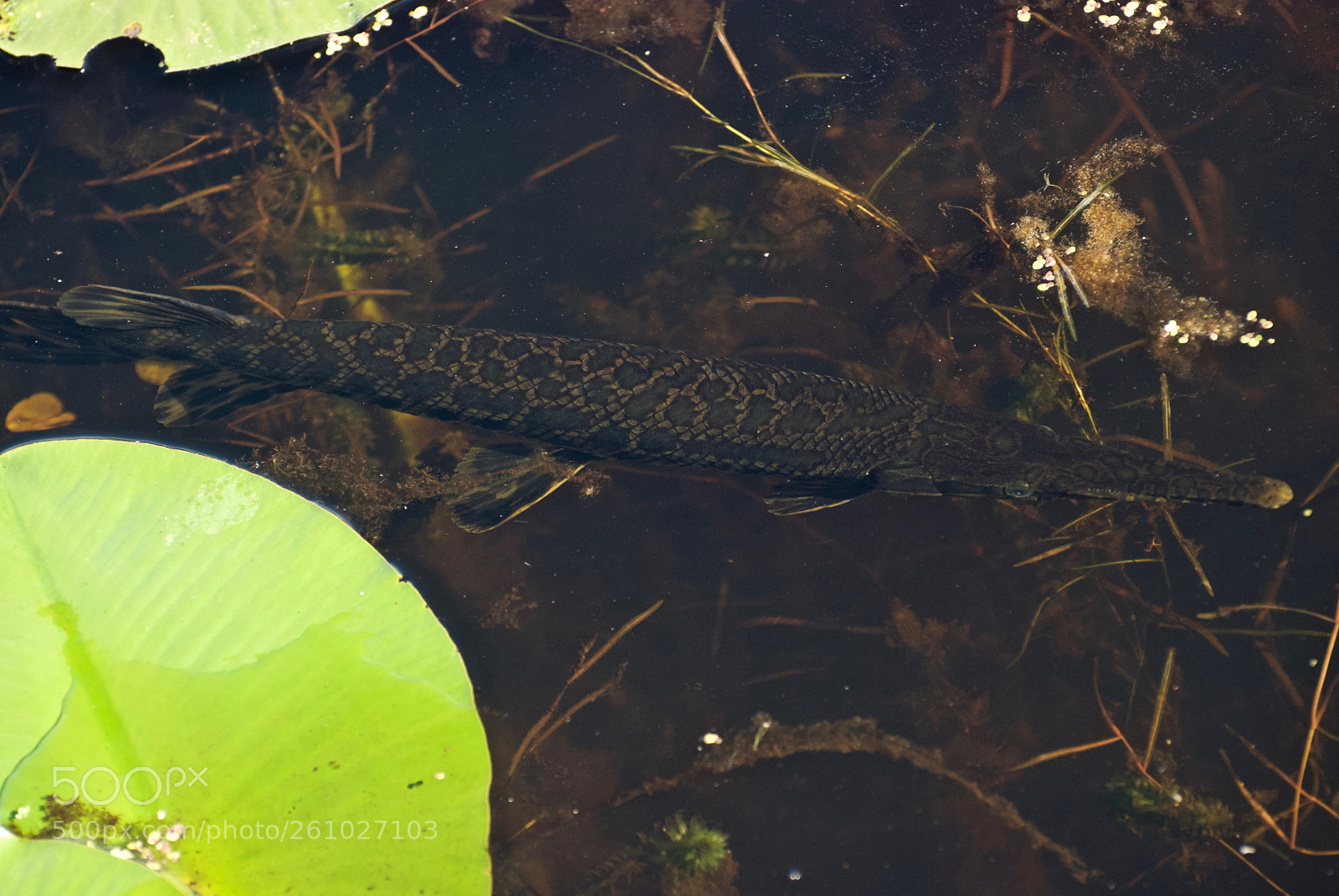 Nikon D80 sample photo. Spotted gar photography
