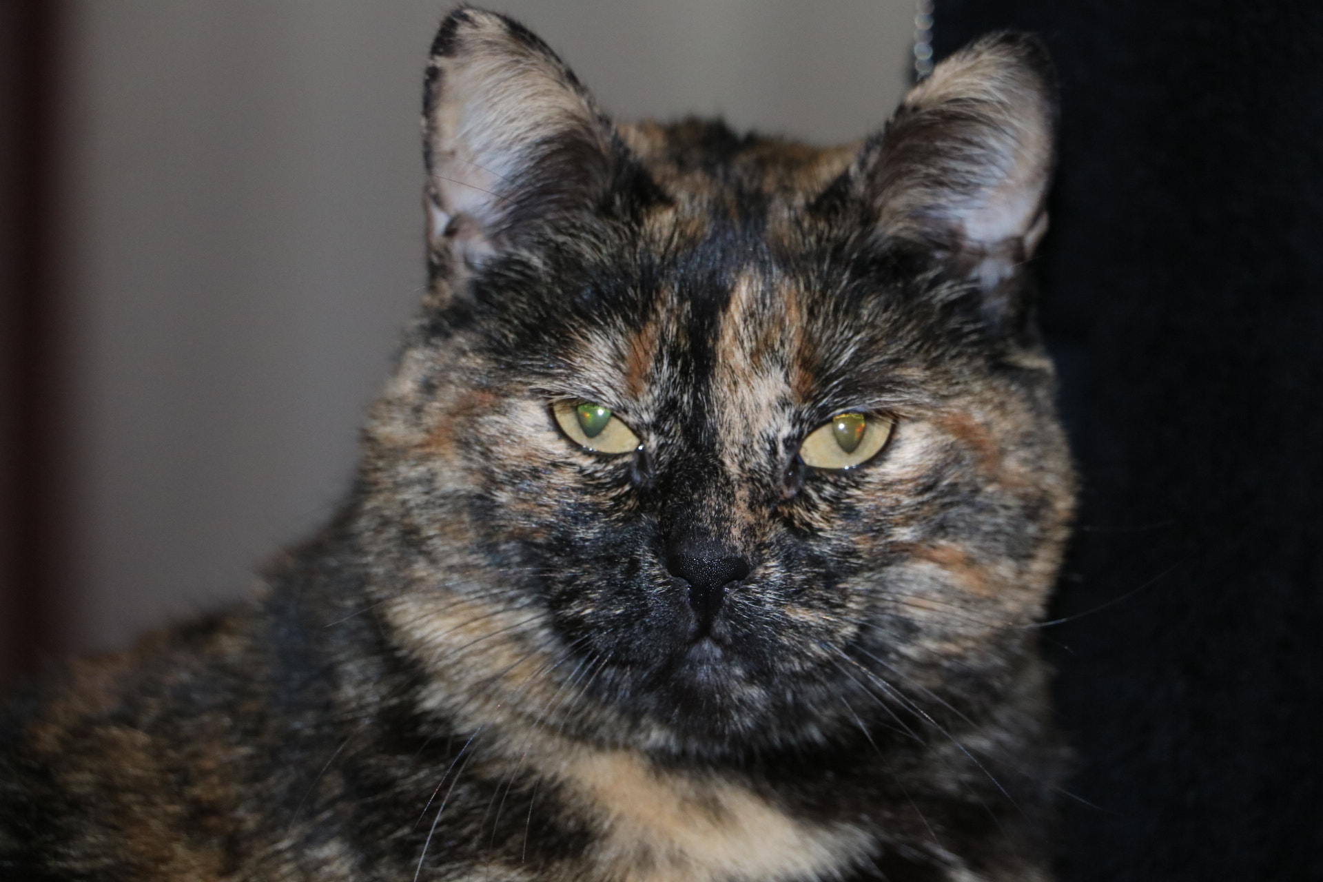 Canon EOS 750D (EOS Rebel T6i / EOS Kiss X8i) sample photo
