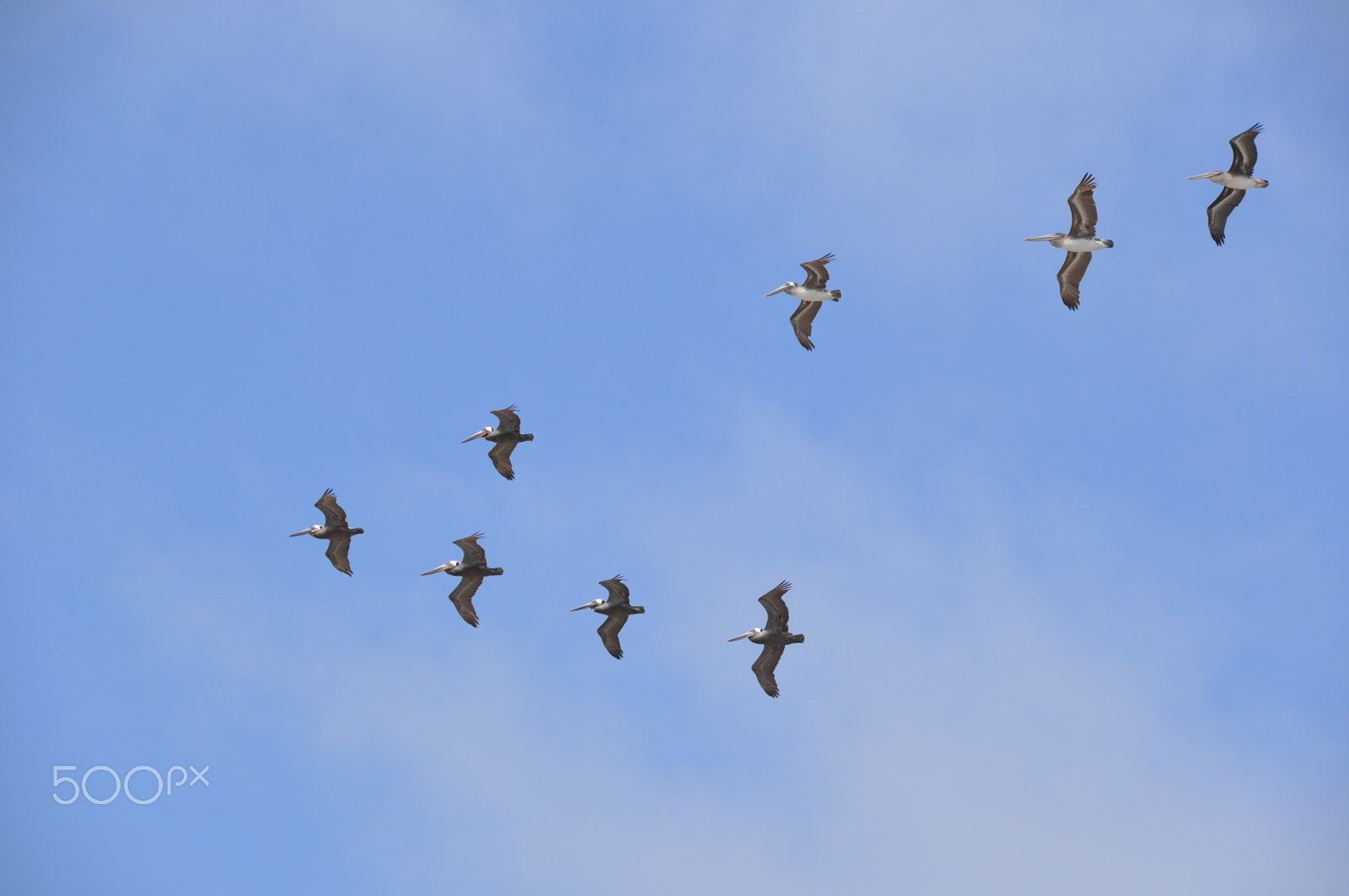 Nikon AF-S DX Nikkor 18-300mm F3.5-6.3G ED VR sample photo. Brown pelicans flying missing man formation photography