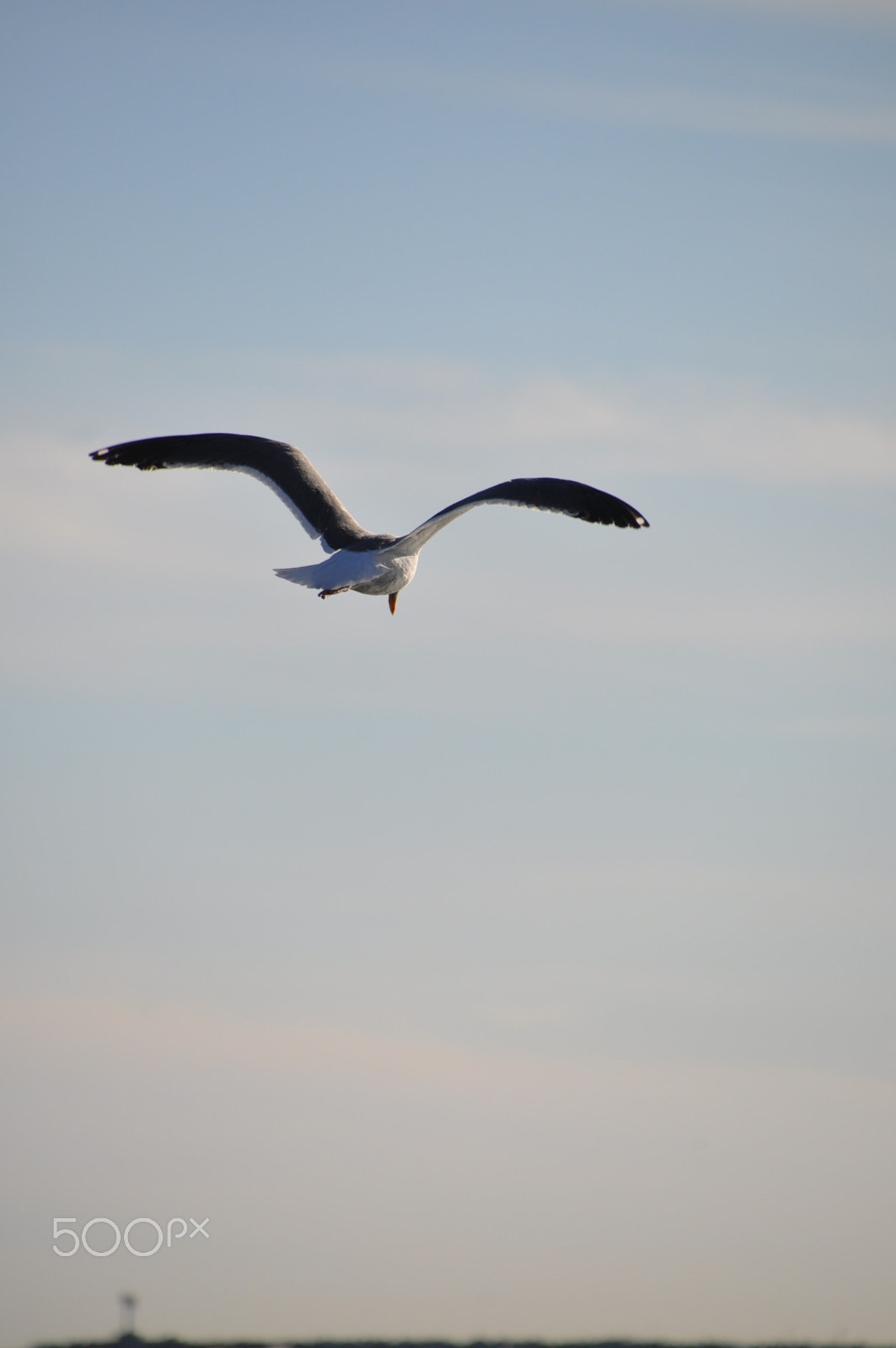 Nikon D90 sample photo. Flying bird with pastel sunset photography