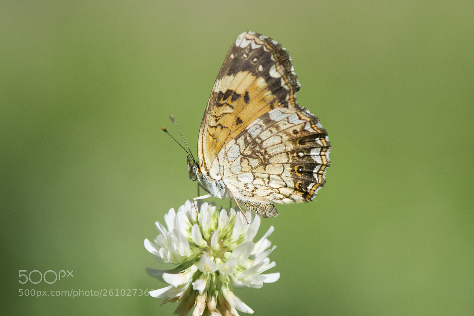Nikon D7200 sample photo. Butterfly 2018-41 photography
