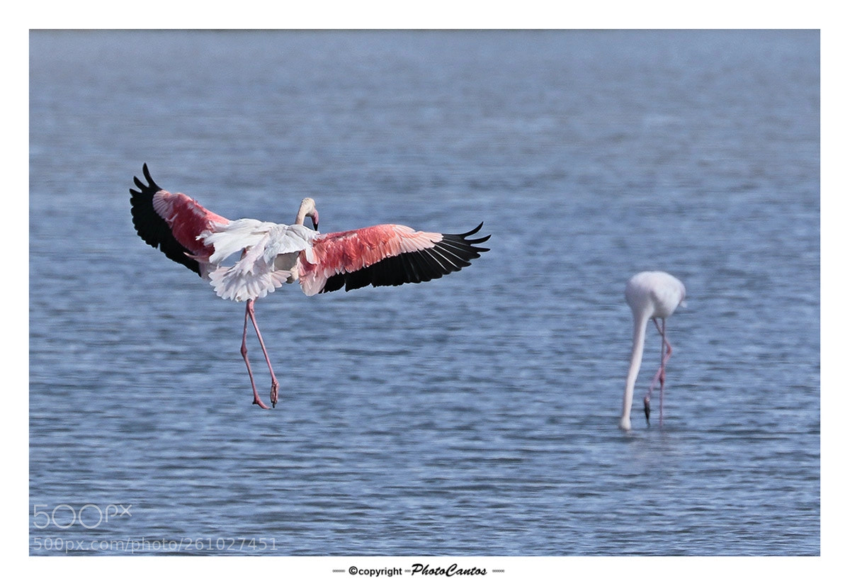 Canon EOS 7D Mark II sample photo. Flamenco com n al photography