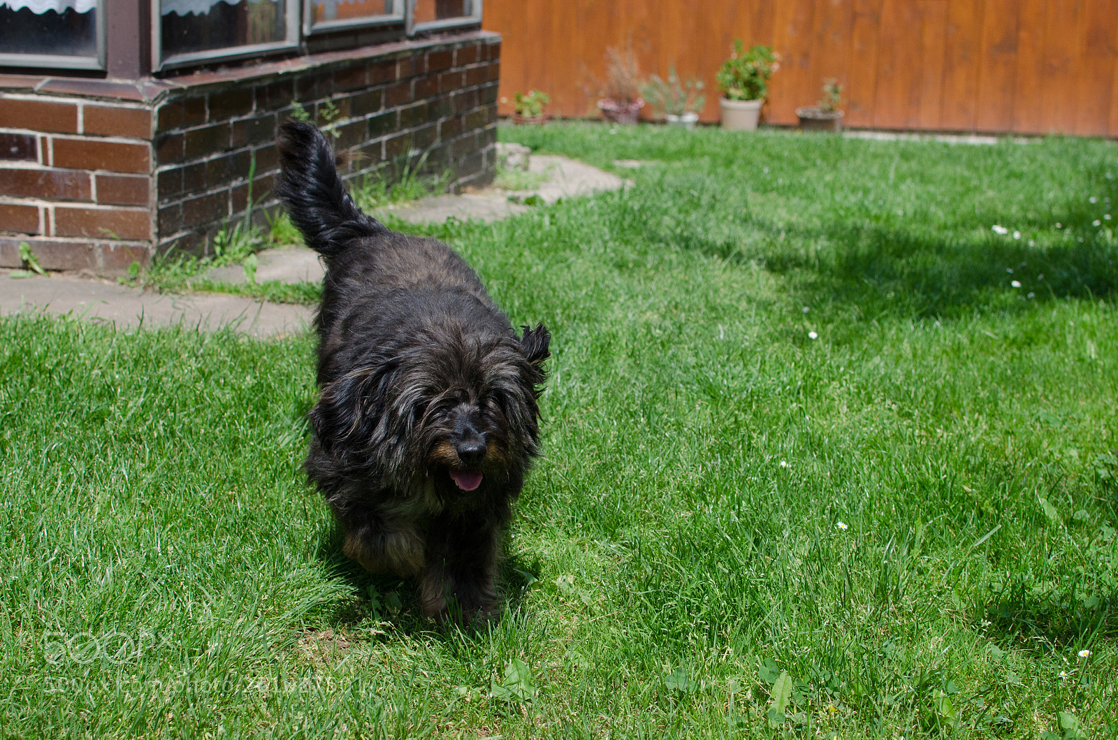 Nikon D7000 sample photo. Happy dog photography