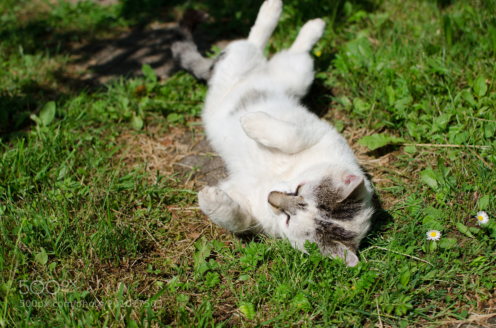 Nikon D7000 sample photo. Sunbathing cat photography