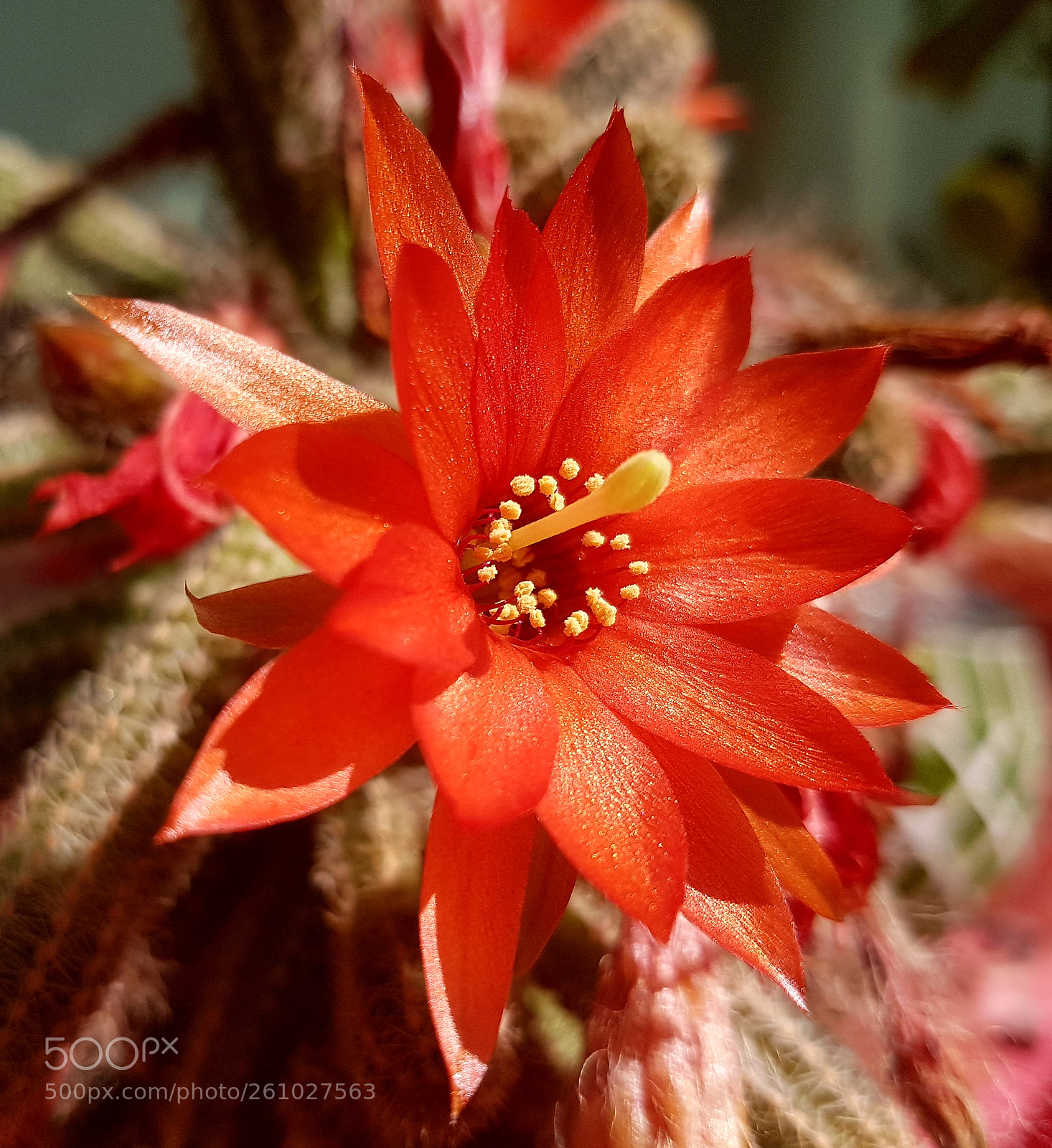 Samsung Galaxy S7 Edge sample photo. Cactus flower! photography