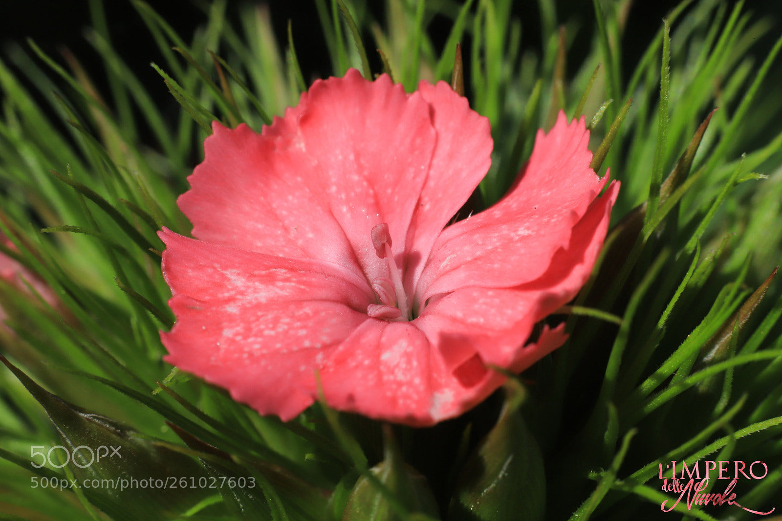 Canon EOS 6D Mark II sample photo. Leggero. photography