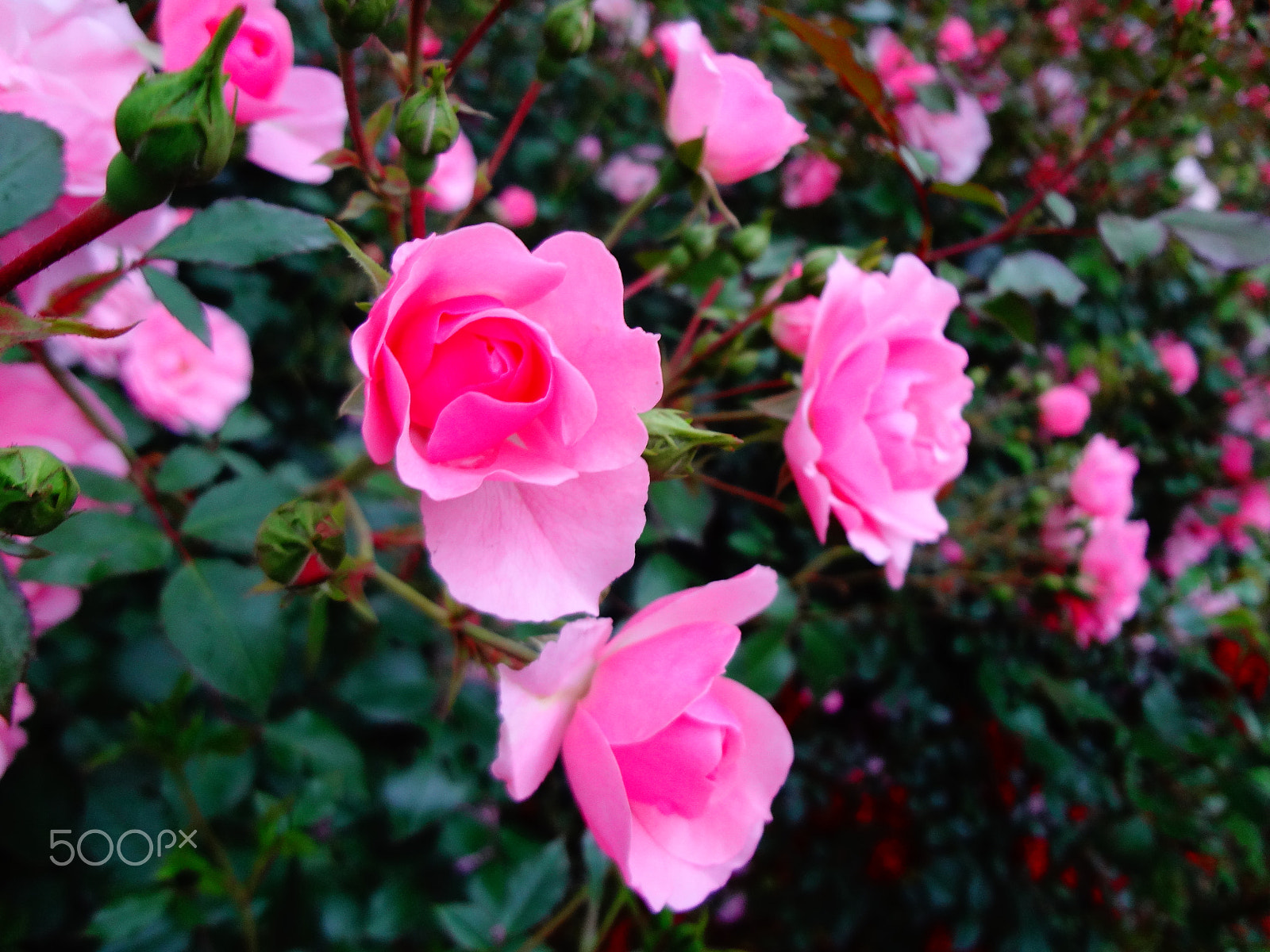Sony Cyber-shot DSC-WX50 sample photo. Magic pink roses photography