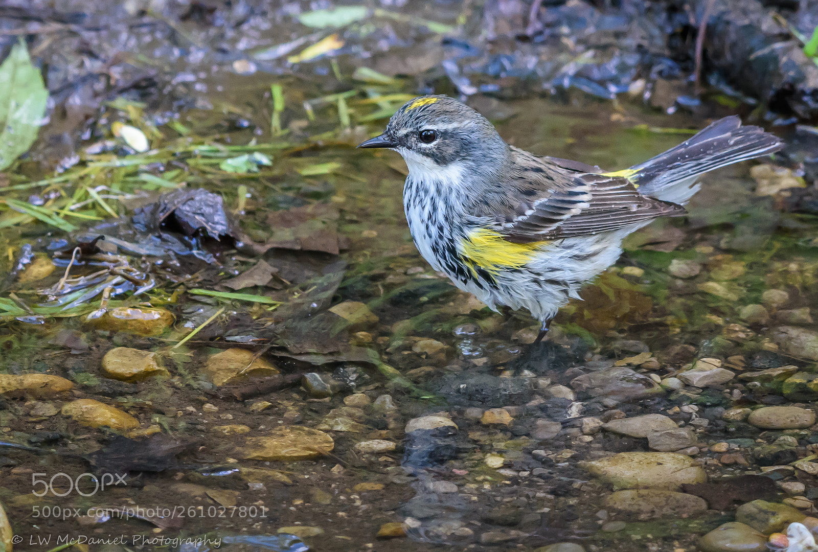 Nikon D7200 sample photo. Yellow-rumped warbler photography