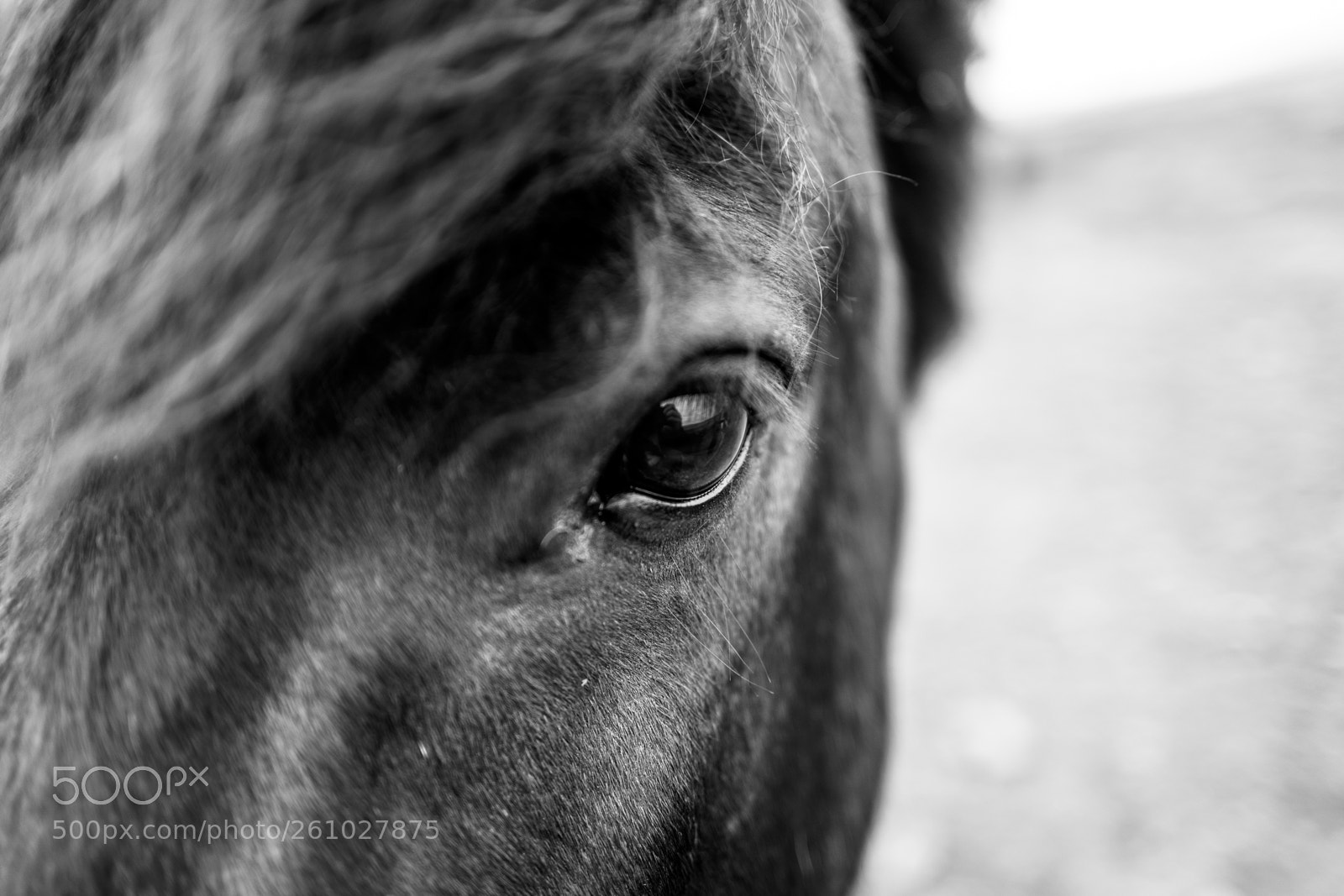 Leica Q (Typ 116) sample photo. Horsin around with a photography