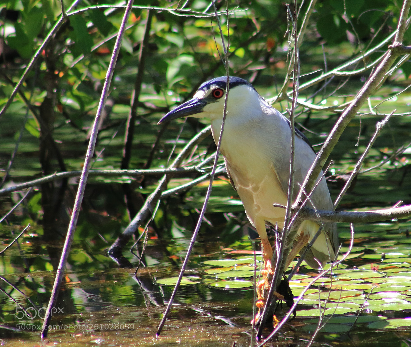Canon EOS 60D sample photo. Black crowned night heron photography