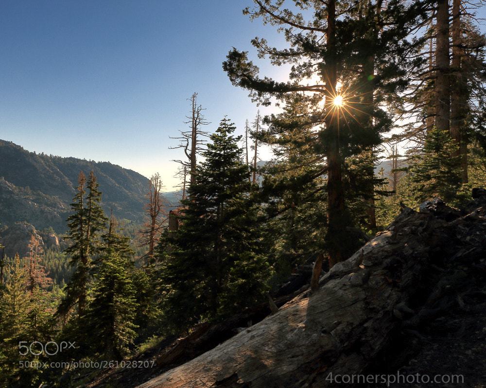 Canon EOS 6D sample photo. Morning sun and forest photography