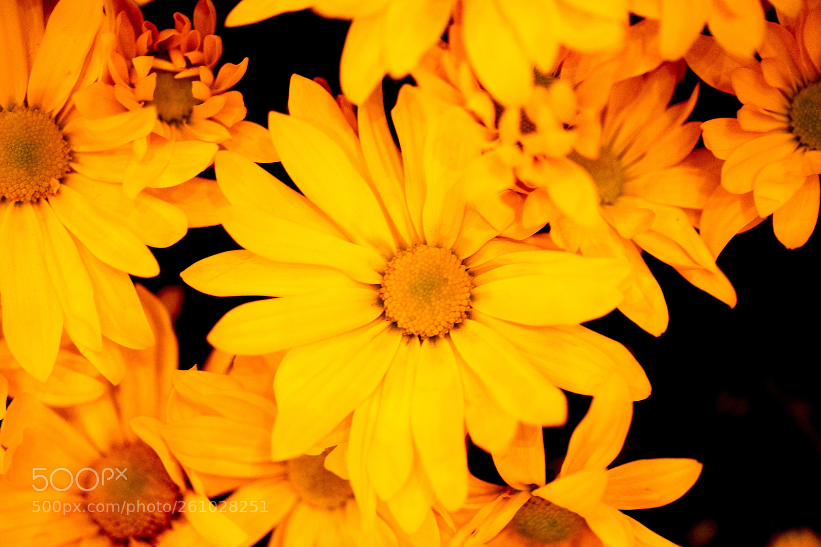 Canon EOS 6D sample photo. Yellow dance  photography
