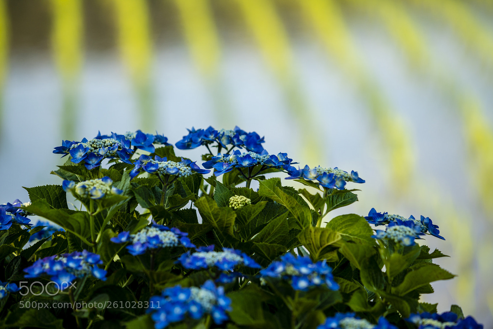 Sony a7R III sample photo. Ajisai no sato 2 photography
