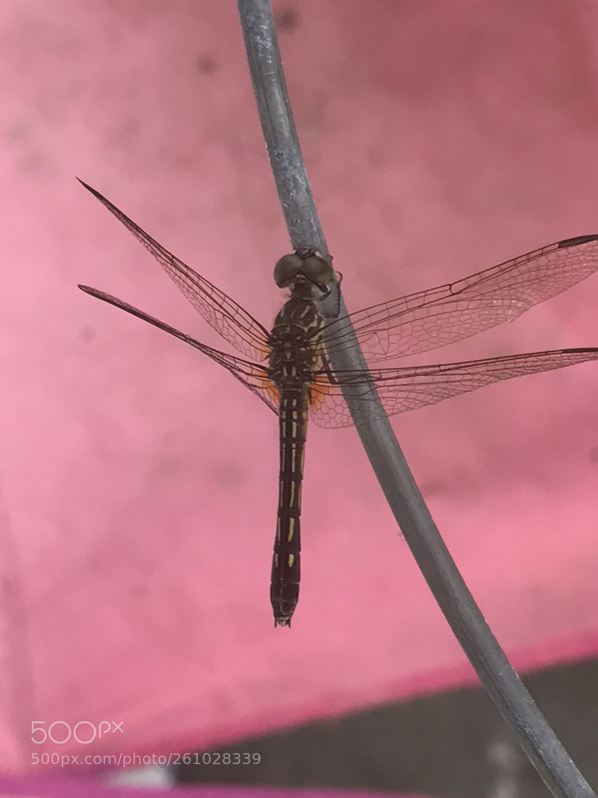 Apple iPhone 7 Plus sample photo. Untitled photography