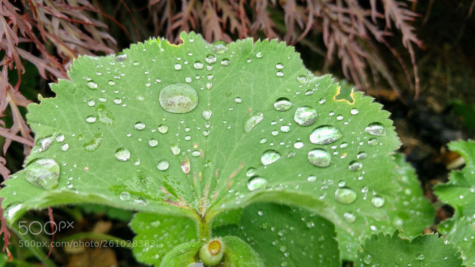 LG G4 sample photo. Water droplets at work photography