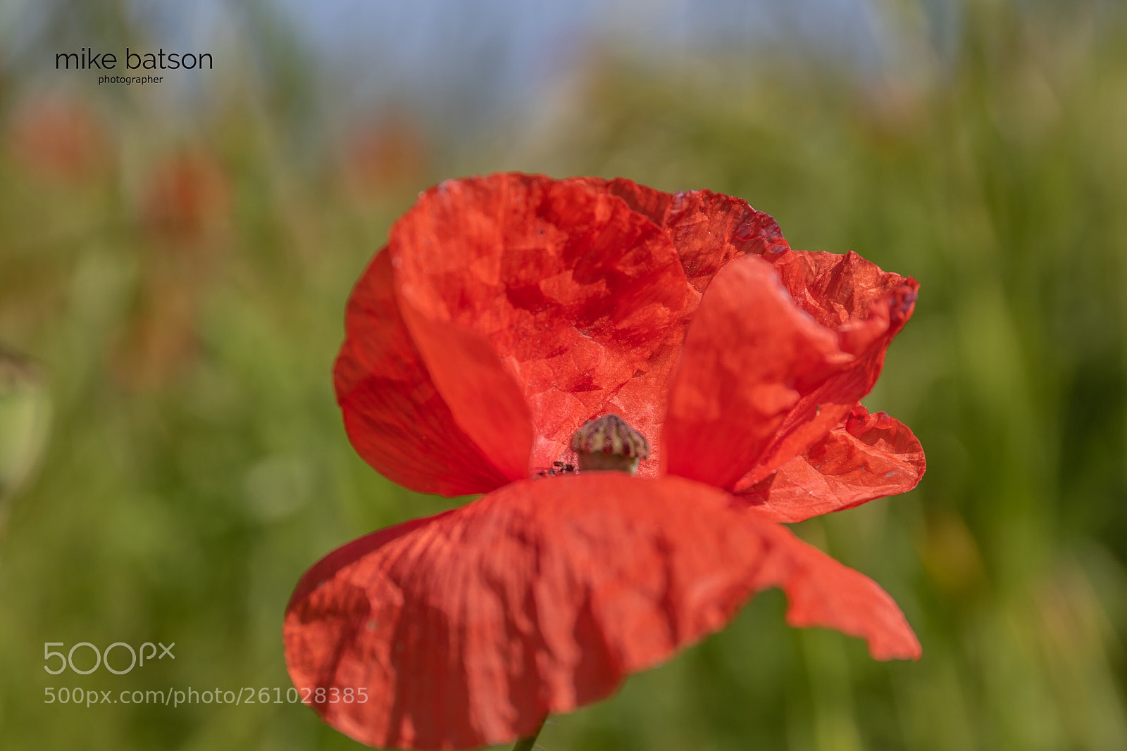 Canon EOS 7D Mark II sample photo. The poppy photography