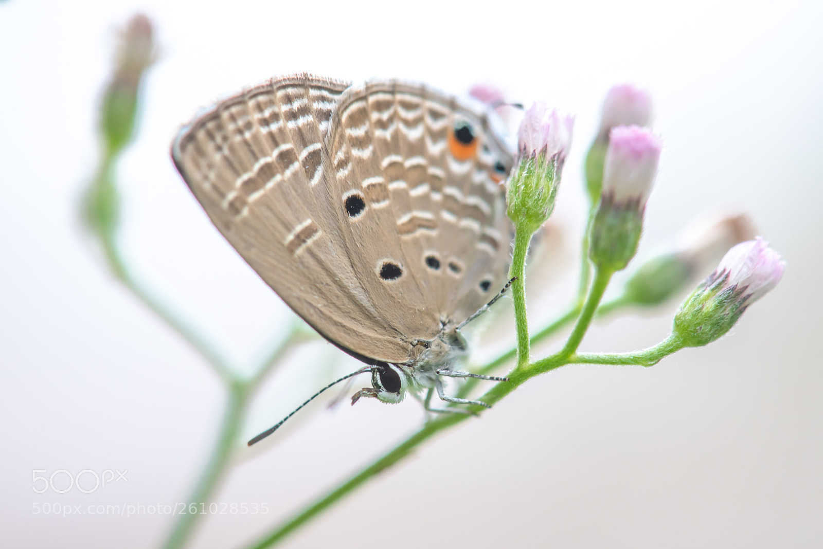 Nikon D750 sample photo. A little butterfly. photography