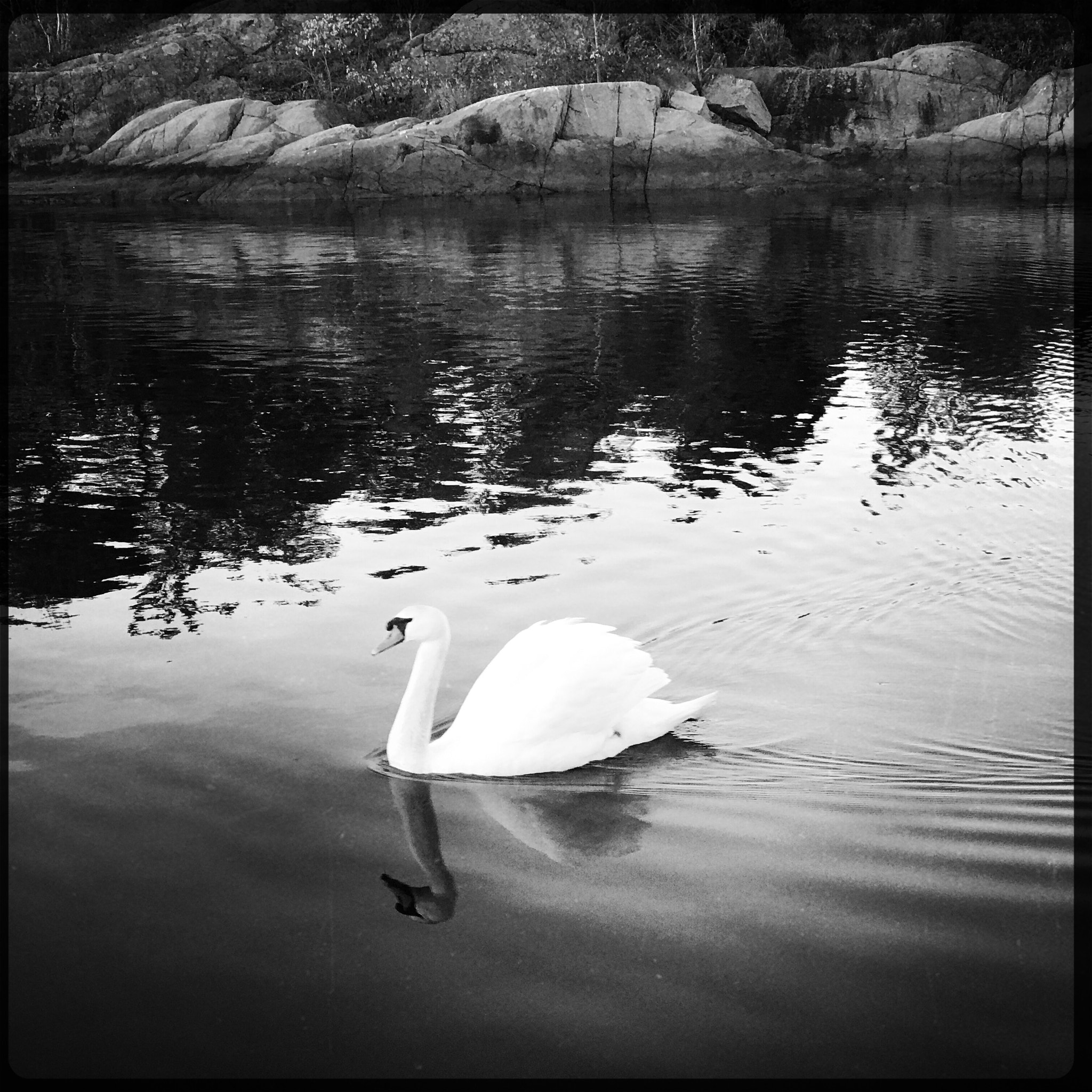 Hipstamatic 344 sample photo. Swan lake photography