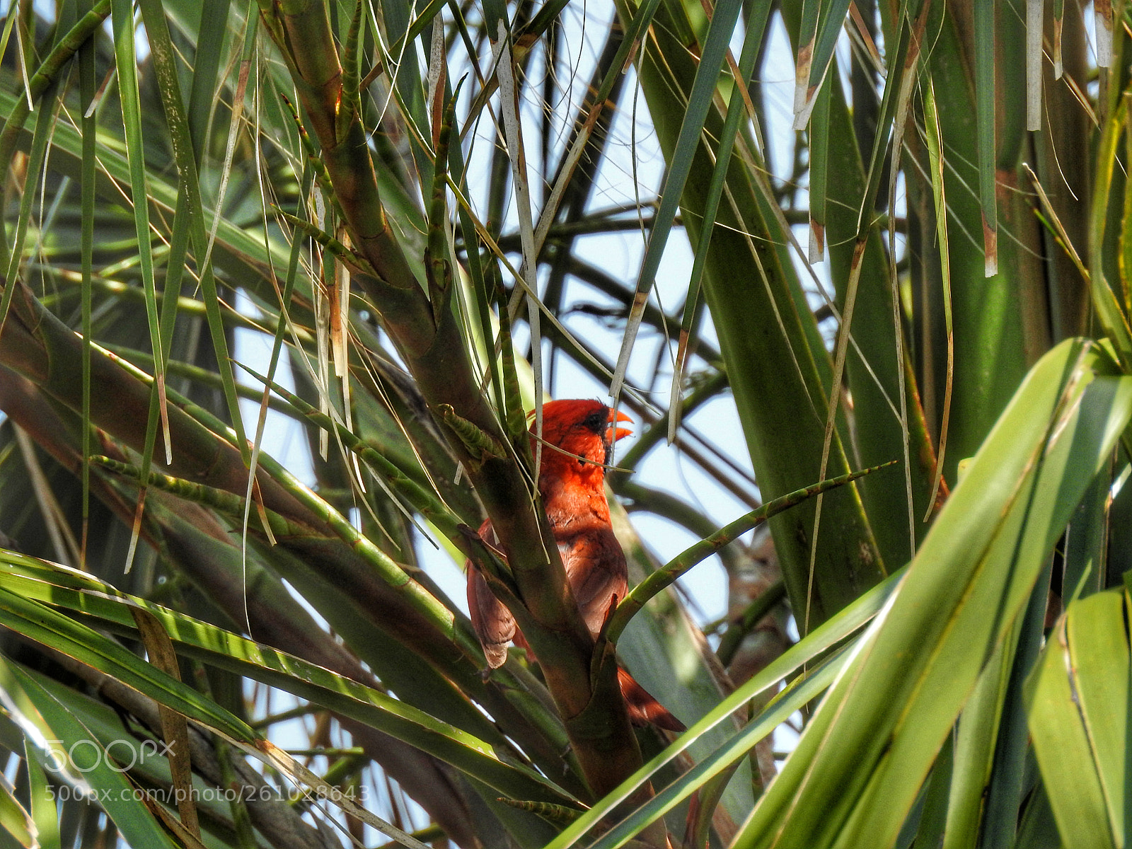 Nikon Coolpix P900 sample photo. Cardinal at ponce inlet photography