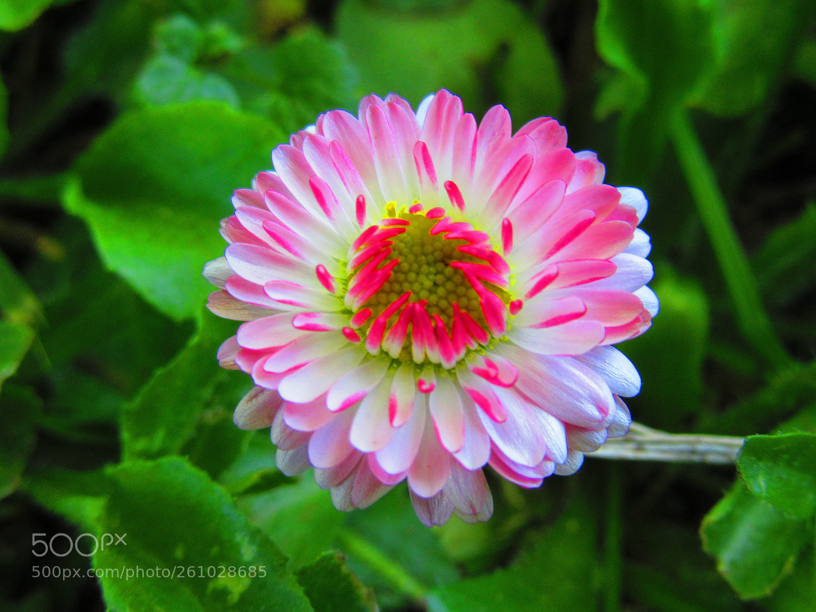 Canon PowerShot SX610 HS sample photo. A pink daisy photography
