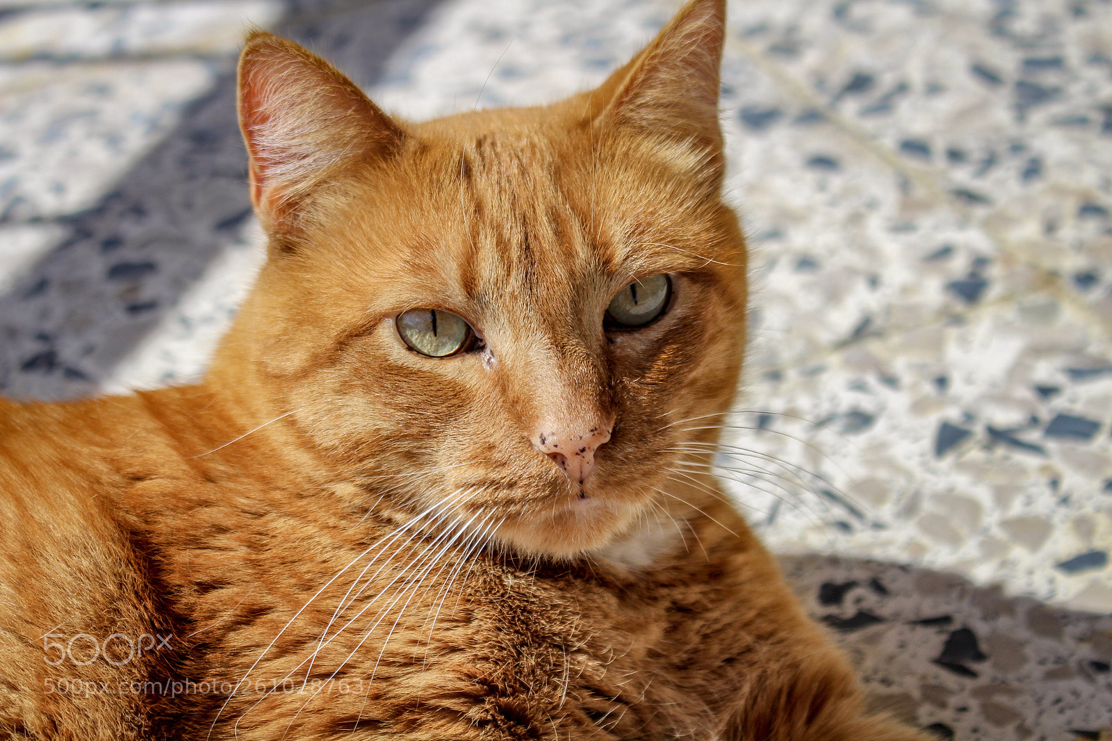 Canon EOS 700D (EOS Rebel T5i / EOS Kiss X7i) sample photo. Untitled photography