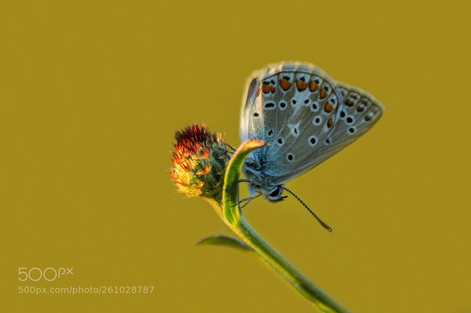 Nikon D3200 sample photo. Polyommatus sp. photography