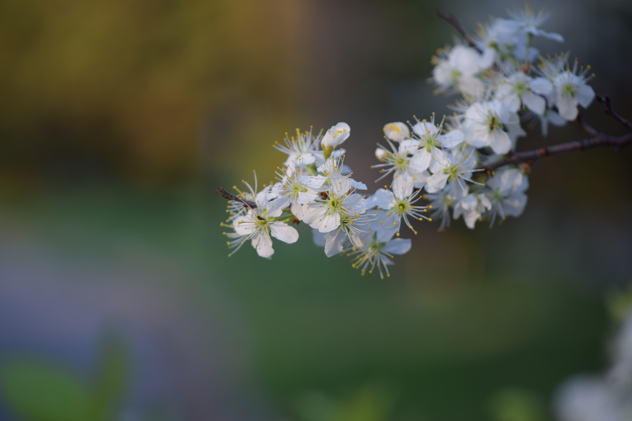 Nikon AF-S DX Micro-Nikkor 85mm F3.5G ED VR sample photo. Delicate photography
