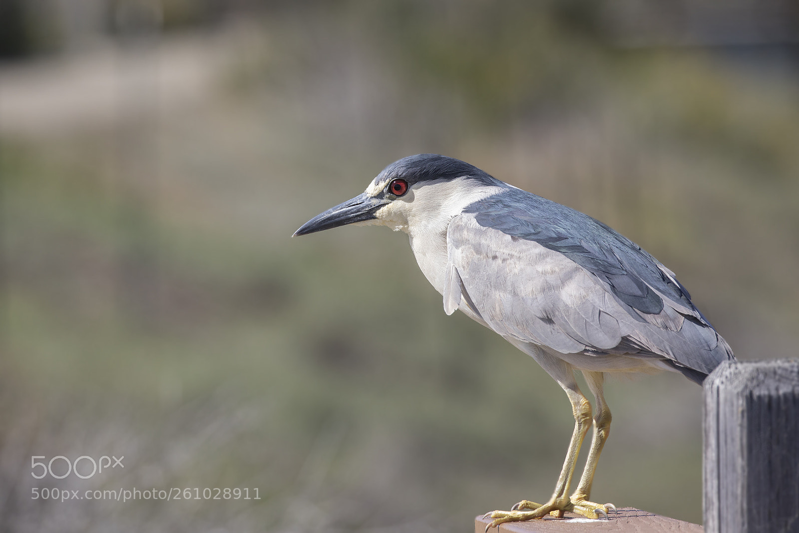 Canon EOS 5D Mark IV sample photo. Black crowned night heron photography