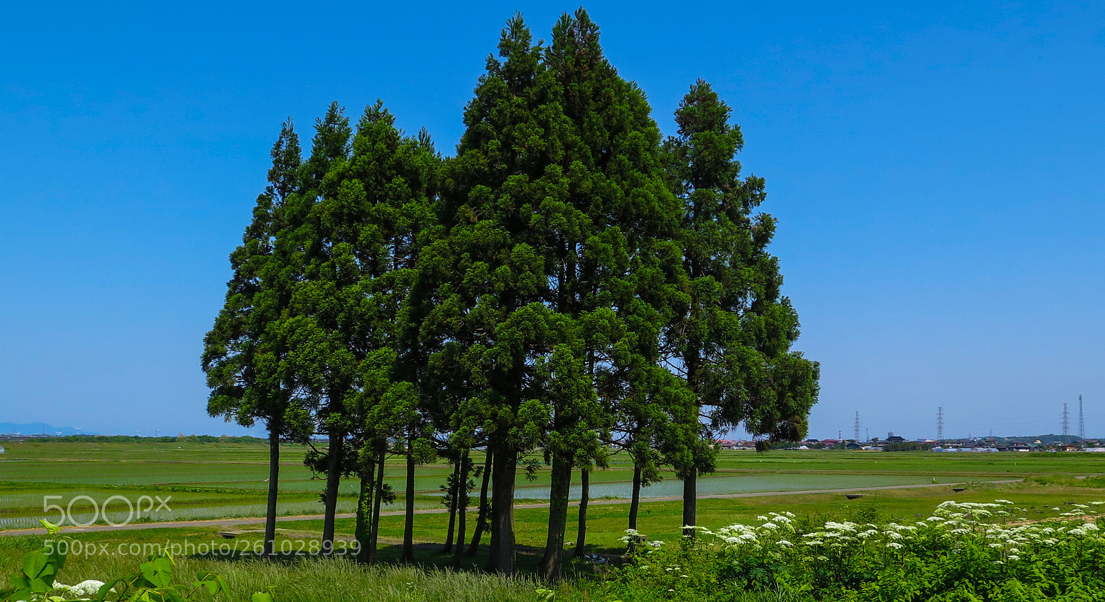 Canon PowerShot G16 sample photo. Stand of trees photography