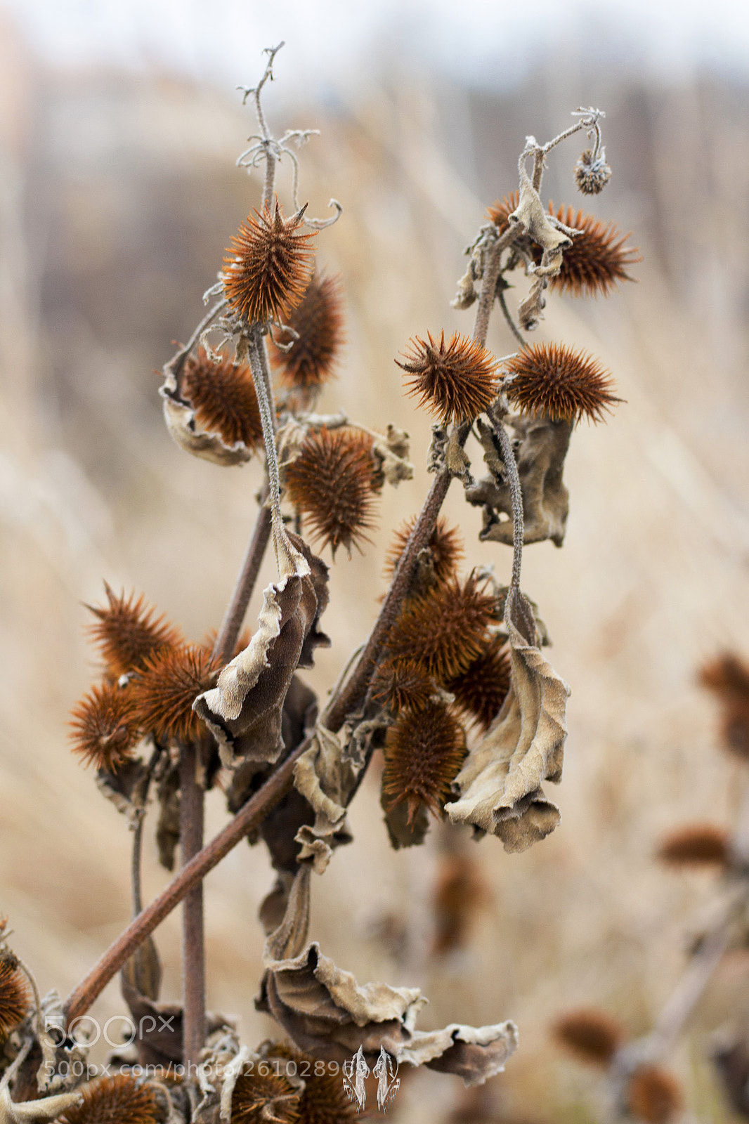 Canon EOS 700D (EOS Rebel T5i / EOS Kiss X7i) sample photo. Img photography