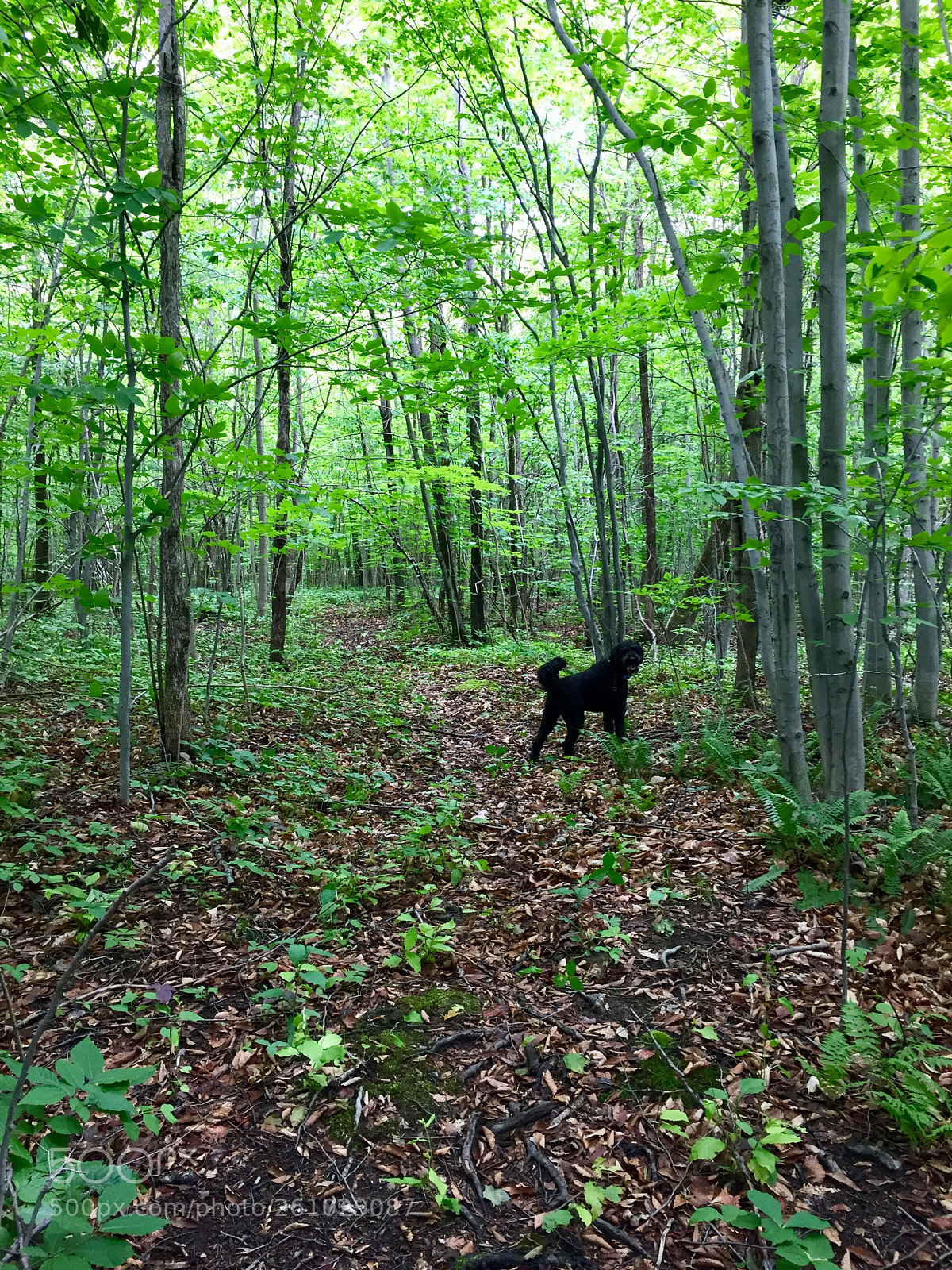 Apple iPhone 6 sample photo. Into the woods  photography