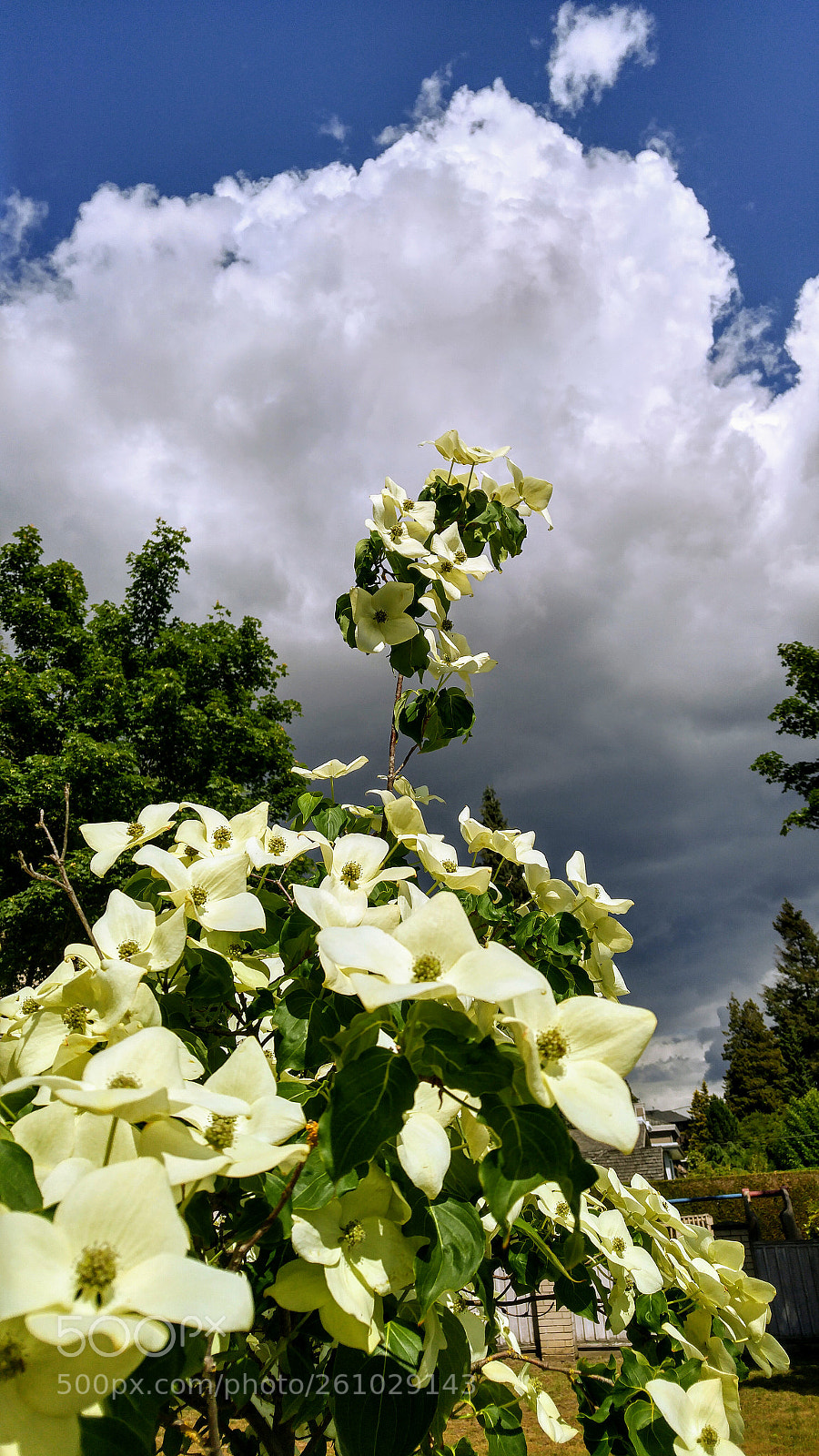 LG G4 sample photo. Dogwood flowers high in photography