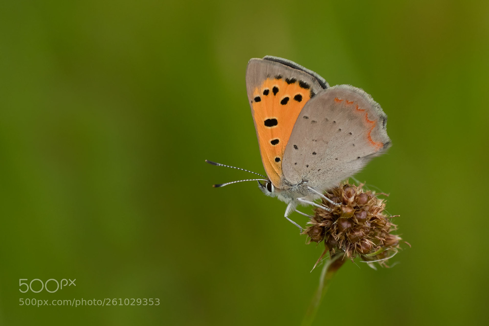 Canon EOS 7D Mark II sample photo. Small copper photography