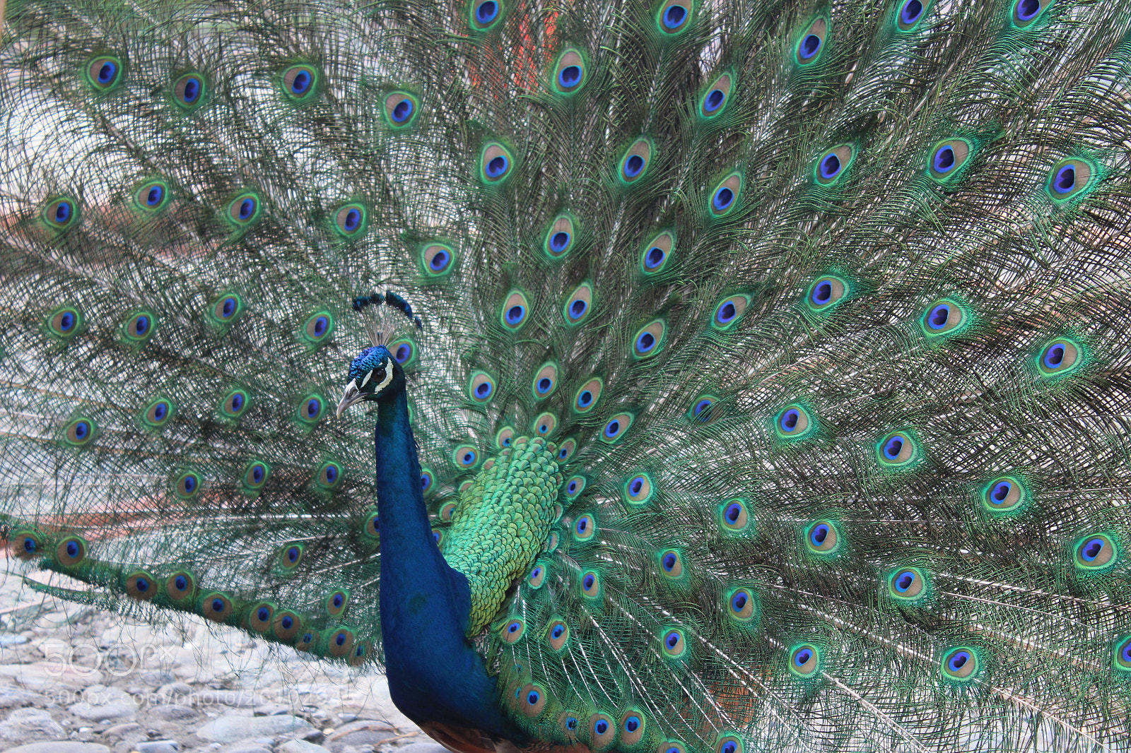 Canon EOS 1200D (EOS Rebel T5 / EOS Kiss X70 / EOS Hi) sample photo. Peafowl photography
