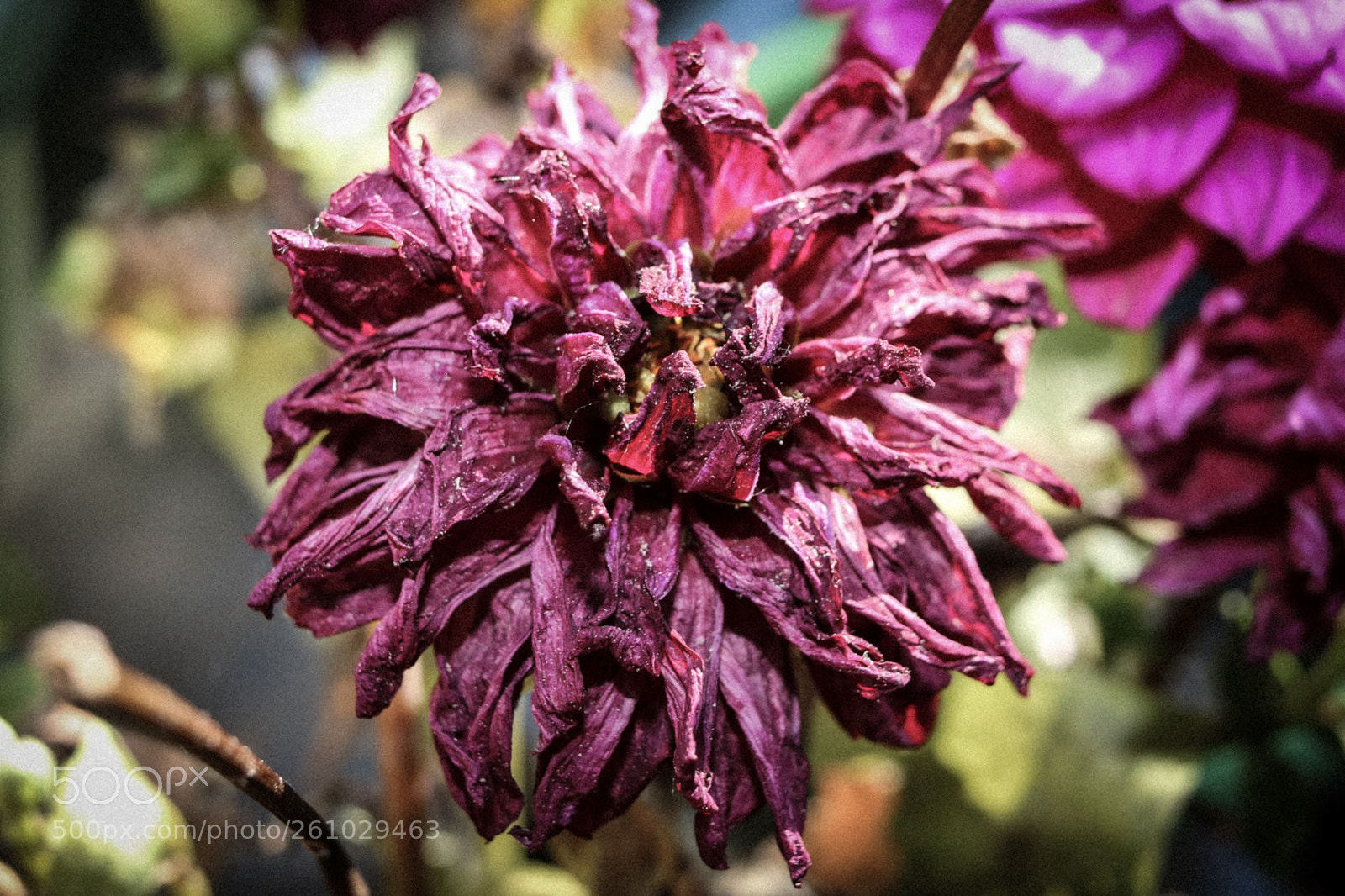 Canon EOS 750D (EOS Rebel T6i / EOS Kiss X8i) sample photo. Has seen better days photography