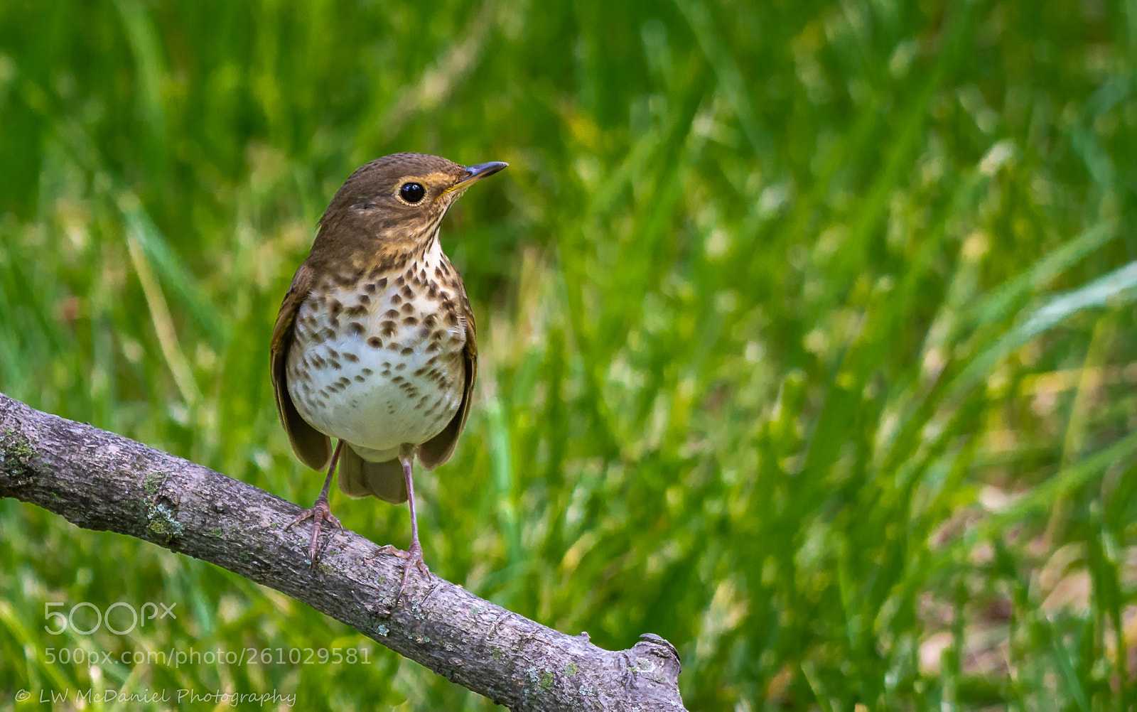 Nikon D7200 sample photo. Wood thrush photography