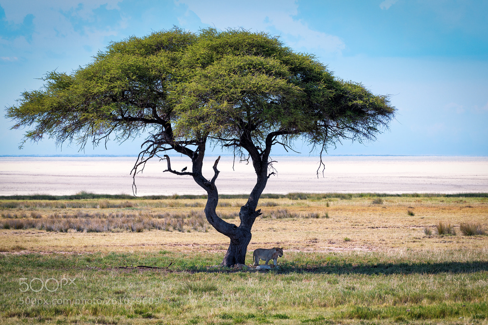 Nikon D850 sample photo. Lazy lions, etosha national photography
