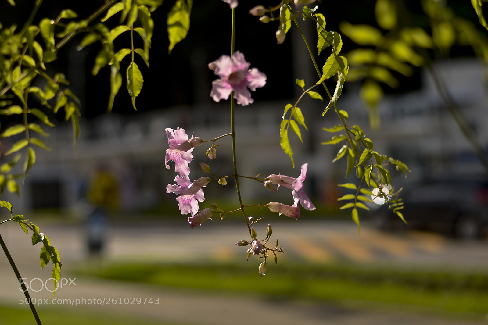 Nikon D5300 sample photo. Em meio a urbanidade photography