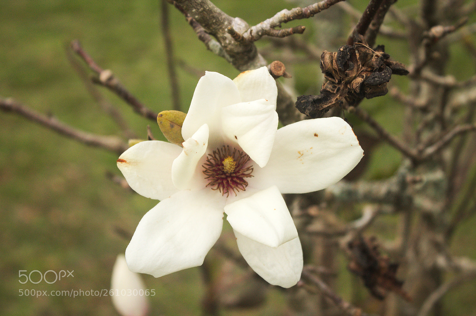 Canon EOS 1100D (EOS Rebel T3 / EOS Kiss X50) sample photo. "bright white" photography