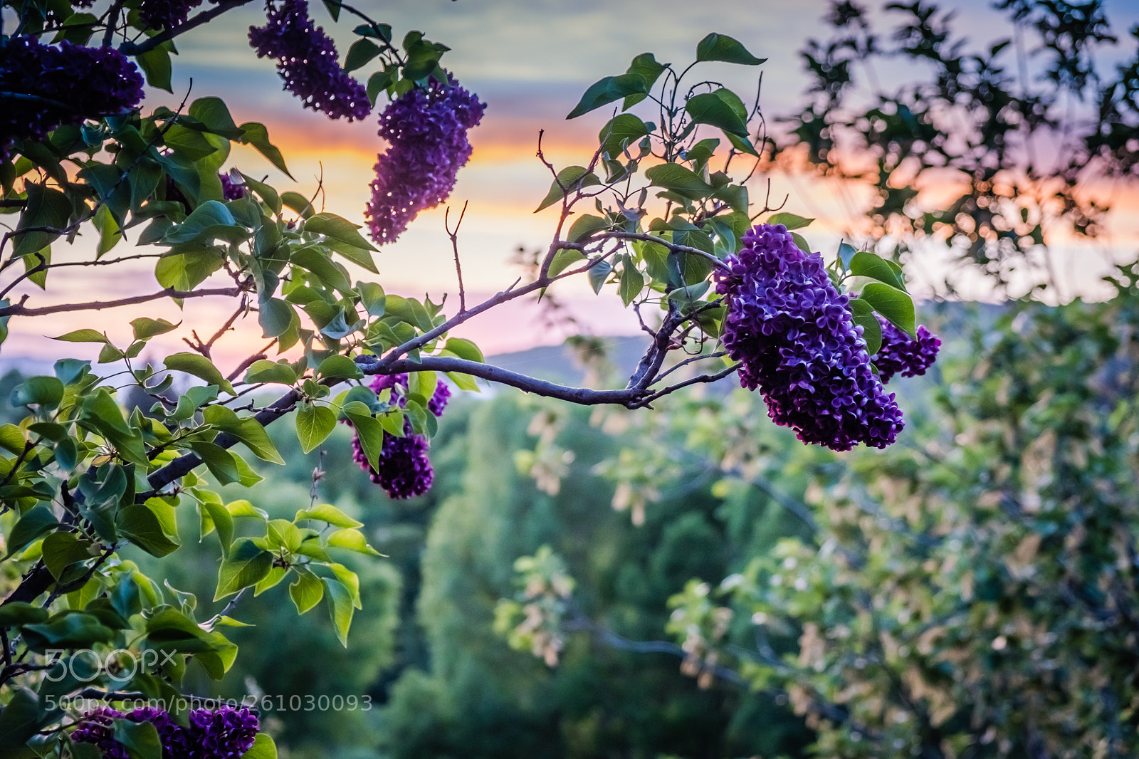 Fujifilm X-T2 sample photo. Lilacs & sunset photography