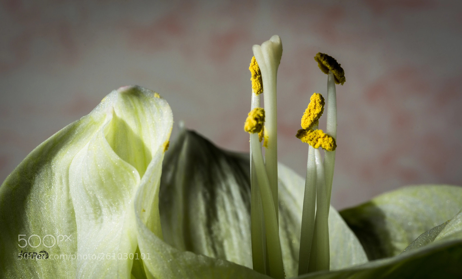 Nikon D7200 sample photo. Stamen photography